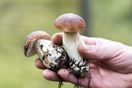 蘑菇采摘者伸展的棕榈中 两只野生蘑菇森林蔬菜帽子荒野食物季节棕色苔藓白色绿色图片
