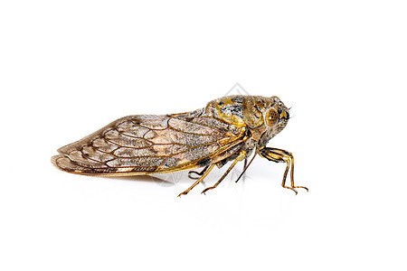 白色背景中隔离的大型棕色虫图像 昆虫动物皮肤昆虫学宏观科学骨骼荒野眼睛生活身体图片