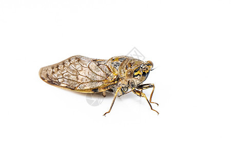 白色背景中隔离的大型棕色虫图像 昆虫漏洞翅膀荒野标本骨骼昆虫学科学眼睛蟋蟀动物图片