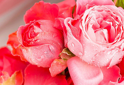 粉红玫瑰花花花束背景婚礼植物群植物花园婚姻庆典礼物温泉周年热情图片