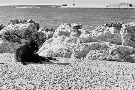 猫在太阳下安息小猫休息说谎晴天海岸圣波黑猫支撑动物哺乳动物图片