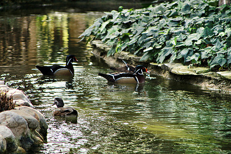 花园池塘中的鸭子女性团体猎物季节鸟类荒野鸭嘴家庭自由羽毛图片