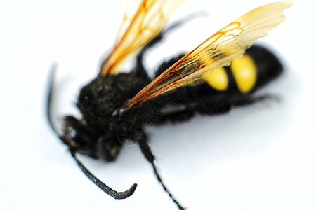 白底长毛蜂的样本宏观天线昆虫斑点压痛侵略生活博物馆生物学翅膀图片