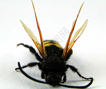 白底长毛蜂的样本天线收藏昆虫学压痛翅膀侵略昆虫脊柱生活黄花图片