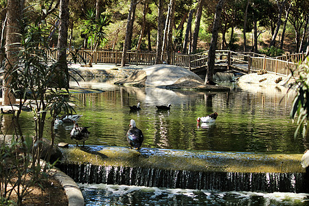 在阿利坎特的莱纳索非亚公园 被植被包围着池塘人行道蓝色荒野太阳松树旅行动物群瀑布树木图片
