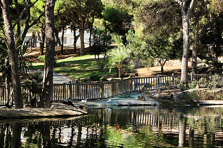 在阿利坎特的莱纳索非亚公园 被植被包围着羽毛树木旅行公园晴天花园松树太阳池塘荒野图片