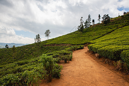 斯里兰卡茶园季节丘陵爬坡叶子工厂农村热带自然种植园植物图片