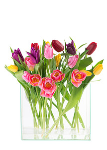 许多美丽的色彩多彩的郁金香 树叶放在玻璃花瓶中 隔绝在透明背景上 照片附有任何节庆设计的新鲜春花装饰花瓣假期墙纸庆典植物群草地太图片