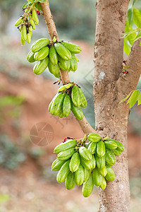 树上的水果 果实真优美热带植物蔬菜健康叶子食物农业农场花园宏观图片