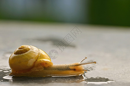 美丽的巨形贝壳蜗牛镜头饮食美食动物动物群螺旋粘液生物宏观木头荒野图片