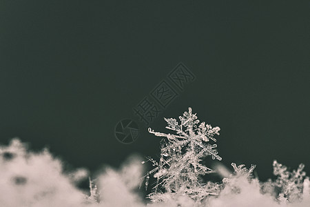 雪花 真正的雪水晶宏观照片 美丽的冬季背景季节性自然与冬季天气薄片六边形星星宽慰季节自然蓝色水晶火花图片