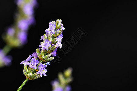 拉凡杜拉安古斯蒂夫利亚香水草本植物芳香花束阳光花朵花园蓝色植物群天空图片