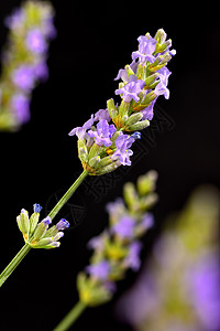 拉凡杜拉安古斯蒂夫利亚农村农业草本植物花束太阳疗法香气日落紫色花朵图片
