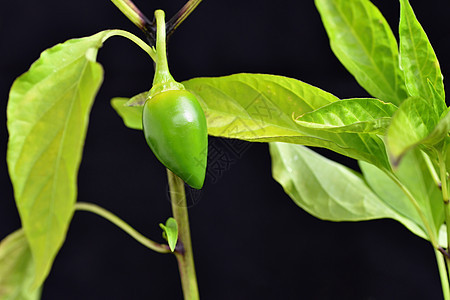 美丽绿色的青青青辣辣椒农业农场植物场地生长园艺饮食叶子蔬菜收成图片