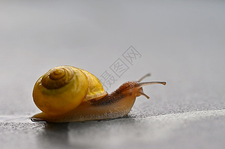 美丽的巨形贝壳蜗牛镜头野生动物螺旋粘液美味宏观木头美食饮食生物软体图片