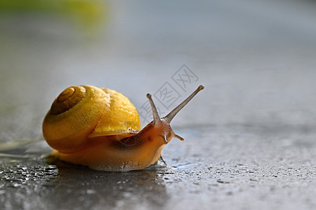 美丽的巨形贝壳蜗牛镜头生活粘液花园食物美味软体农场食品木头动物图片