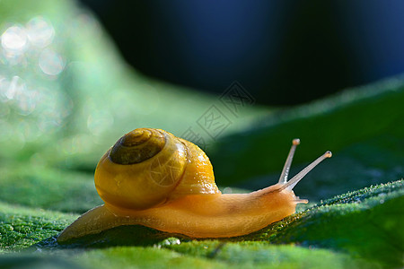 美丽的巨形贝壳蜗牛镜头农场生活食物花园饮食木头粘液食品生物宏观图片