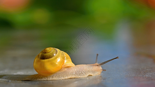 美丽的巨形贝壳蜗牛镜头动物生活食品软体烹饪螺旋粘液食物饮食农场图片