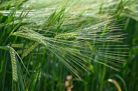 美丽的青绿小麦田 自然多彩的农业夏季背景 笑声场景植物收成地平线生长蓝色太阳天空环境粮食图片