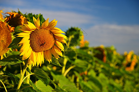 鲜花向日葵 在农场中开花蓝天空的田地 美丽的天然彩色背景场地草地天空花瓣植物文化花园国家圆圈太阳图片