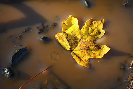 秋天的自然概念 水池中美丽的黄叶植物森林下雨天反射宏观公园树叶天气水面蓝色图片