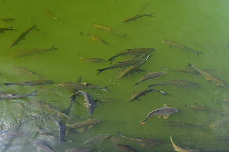 鱼在水中 常见的鲤鱼运动性捕鱼和动物自然的概念生活淡水动物群乐趣池塘海鲜运动环境鳟鱼植物群图片
