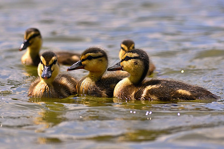 在池塘表面的美丽的小鸭子 阳光明媚的夏日野生生物 年轻的水鸟家庭游泳鸟类鸭子野生动物羽毛生活农场动物群母亲图片