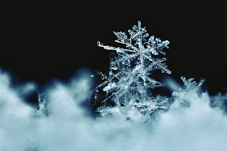 雪花 真正的雪水晶宏观照片 美丽的冬季背景季节性自然与冬季天气六边形水晶自然薄片火花星星季节蓝色宽慰图片