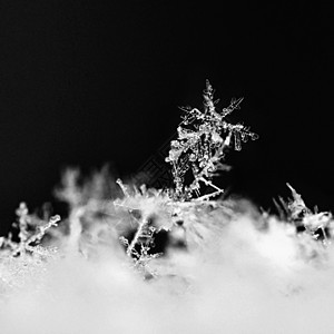 雪花 真正的雪水晶宏观照片 美丽的冬季背景季节性自然与冬季天气六边形自然蓝色季节星星薄片火花水晶宽慰图片