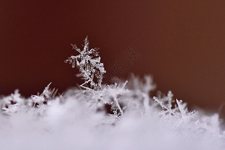 雪花 真正的雪水晶宏观照片 美丽的冬季背景季节性自然与冬季天气宽慰水晶自然蓝色薄片六边形火花季节星星图片