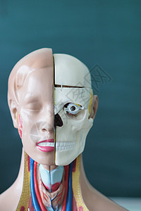 人体解剖学的解剖学 教育和医学模型 人体头部和颈部内部结构模型图片