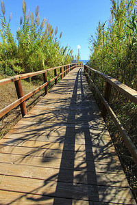 每天早上在西班牙阿利坎特的海边走着木环路蓝色海滩海岸芦苇场景阳光地平线魔法日光浴溶胶图片