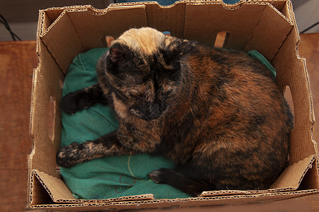 框中的猫爪子毛皮猫科盒子动物房子单元纸板橙子染色背景图片