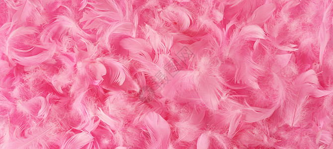 美丽的粉红色羽毛图片