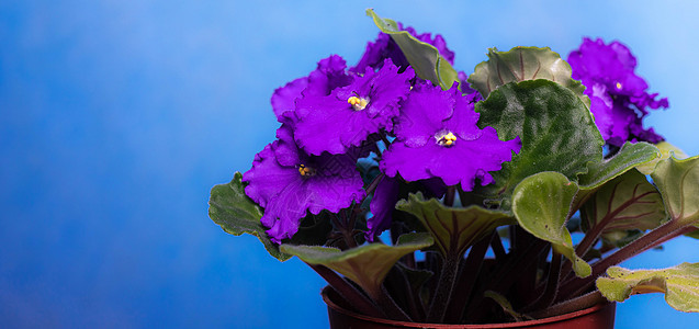 Violet是一朵家花 紫花 家庭植物 复制空间图片