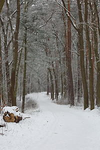 清晨冬季森林景观 有一条道路和新降下雪假期松树环境冻结木头魔法降雪树木天气场景图片