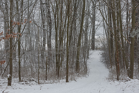 清晨冬季森林景观 有一条道路和新降下雪降雪假期仙境场景天气冻结树木旅行小路松树图片