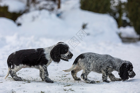 可爱的狗宝宝英语鸡鸡 Spaniel小狗冠军团队宠物犬类垃圾说谎婴儿毛皮动物猎犬图片