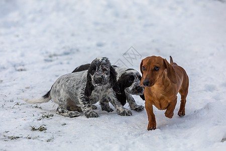 可爱的狗宝宝英语鸡鸡 Spaniel小狗毛皮婴儿乐趣团队团体猎犬说谎动物宠物犬类图片