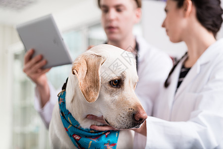 特写一只生病的狗医生健康职业医院专家病人宠物猎犬展示技术图片