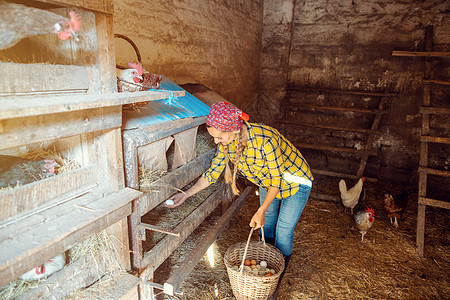 在鸡舍收集鸡蛋的 名人女人的大镜头工作农妇农业饲养场农场女士农民母鸡房子农村图片