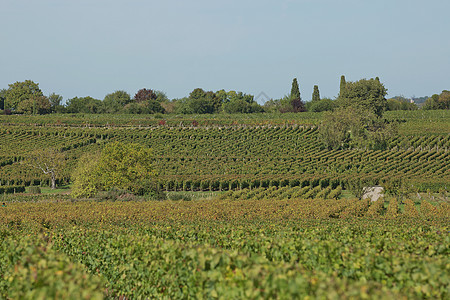 普罗旺斯法国南部葡萄园中的葡萄 位于普罗旺斯国家食物水果植物农业天空树叶酒厂栽培农场图片