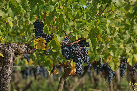 普罗旺斯法国南部葡萄园中的葡萄 位于普罗旺斯天空树叶植物国家收成农村农场食物栽培藤蔓图片
