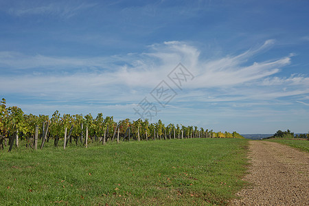 普罗旺斯法国南部葡萄园中的葡萄 位于普罗旺斯丘陵食物水果旅行农场农业国家葡萄园葡萄酿造图片