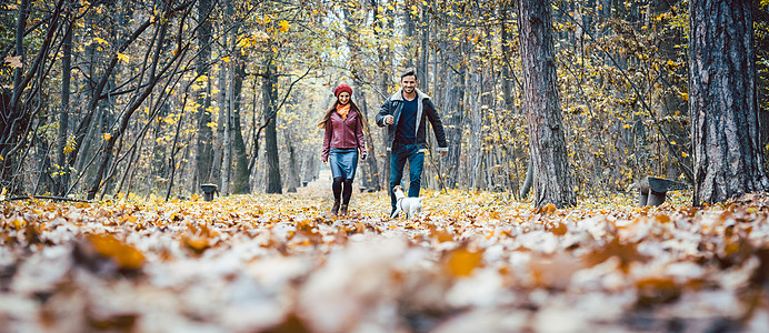 年轻夫妇带着狗在多彩的秋林中行走树木活动妈妈夫妻爸爸动物情妇公园跳跃远足图片