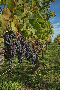 普罗旺斯法国南部葡萄园中的葡萄 位于普罗旺斯生长国家食物农业酿造花园农场农村丘陵葡萄图片