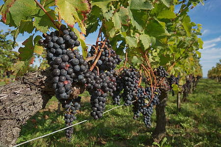 普罗旺斯法国南部葡萄园中的葡萄 位于普罗旺斯农场树叶栽培场地农村食物植物葡萄晴天藤蔓图片