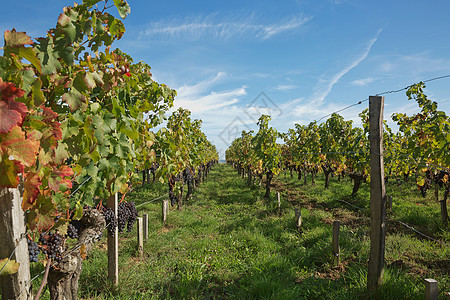 普罗旺斯法国南部葡萄园中的葡萄 位于普罗旺斯收成农村藤蔓生长植物丘陵花园城堡葡萄农业图片