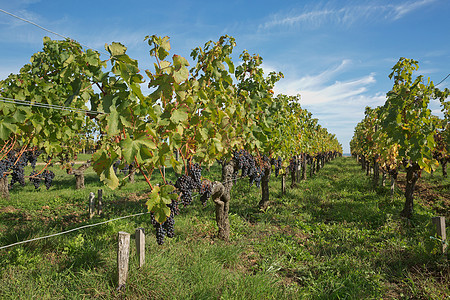 普罗旺斯法国南部葡萄园中的葡萄 位于普罗旺斯酒厂树叶国家葡萄园生长丘陵水果农场葡萄天空图片