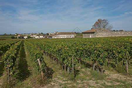 普罗旺斯法国南部葡萄园中的葡萄 位于普罗旺斯树叶栽培天空农场农业藤蔓场地国家旅行水果图片